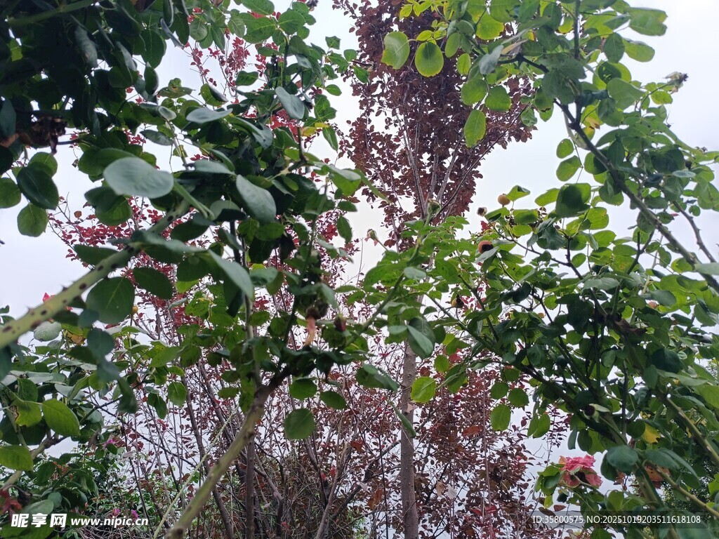 繁茂绿植与绽放花朵