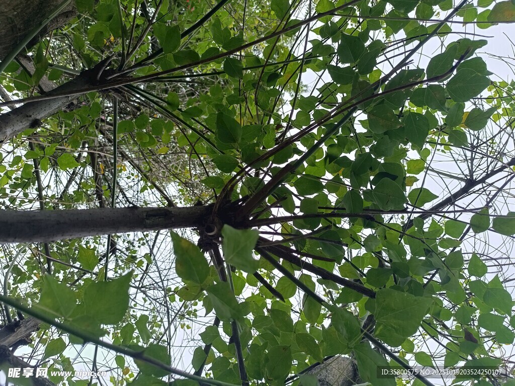 仰视繁茂枝叶的独特视角