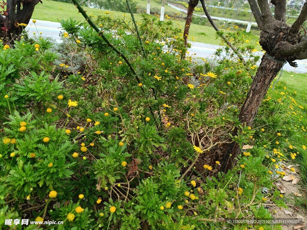 野外繁茂绿植与黄色小花