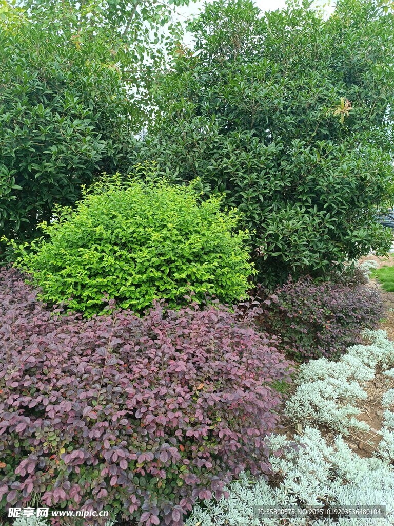 多彩植物景观