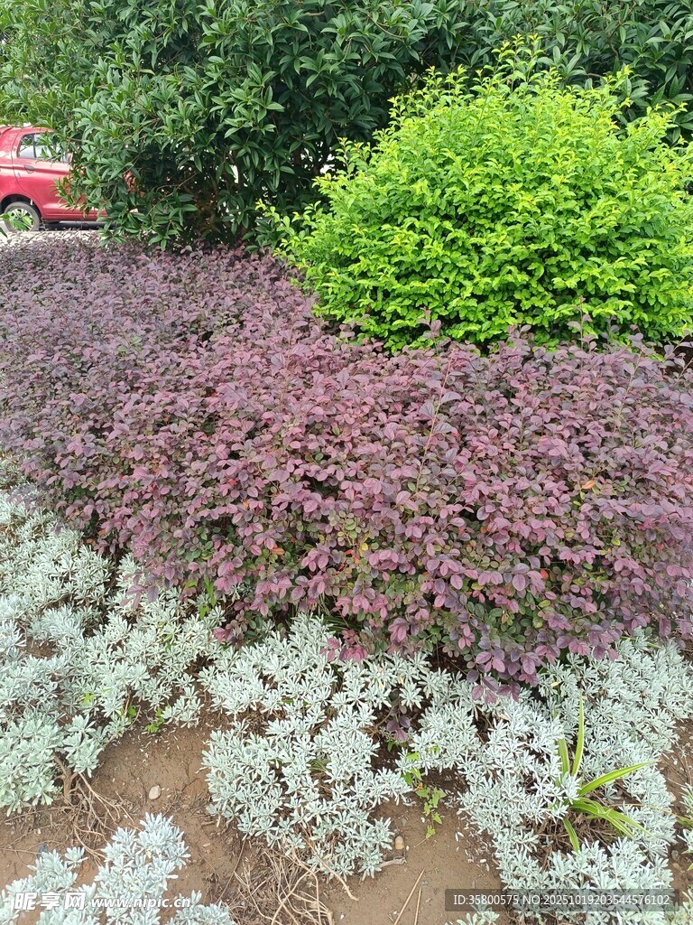 多彩植物景观