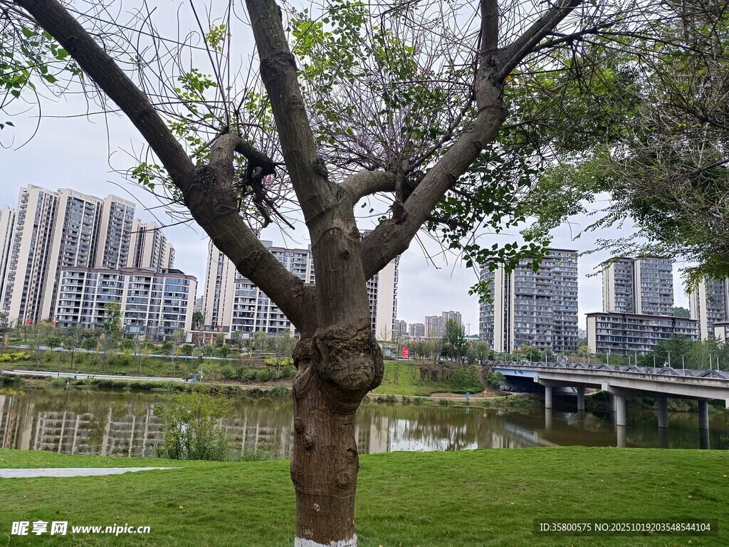 城市中大树上的攀爬者