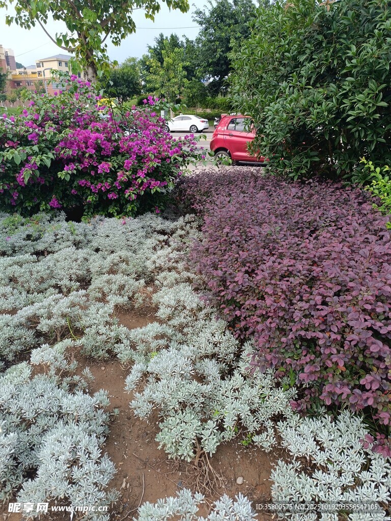 多彩植物景观
