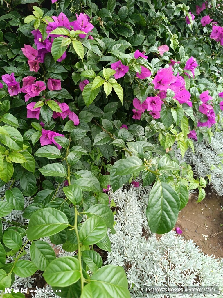 艳丽三角梅与绿植景观