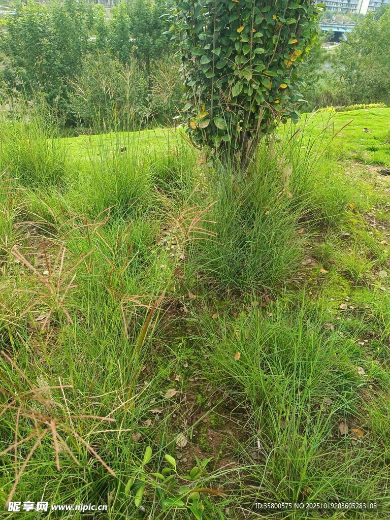 绿意盎然的田园草地景象