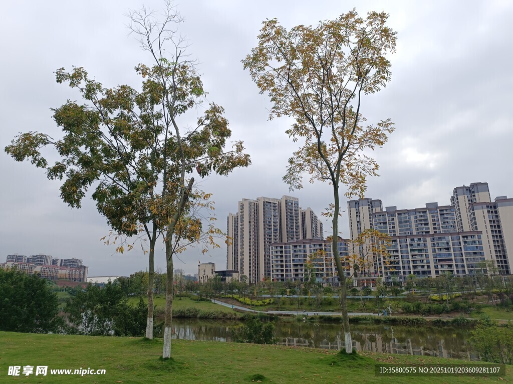 城市绿地旁的高楼与树木