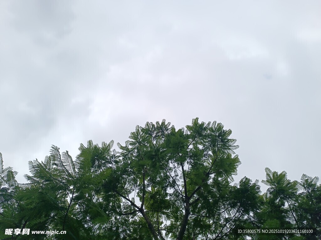 树梢之上的朦胧天空