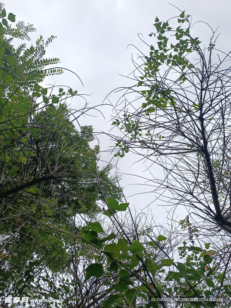 仰视茂密树林枝叶景观