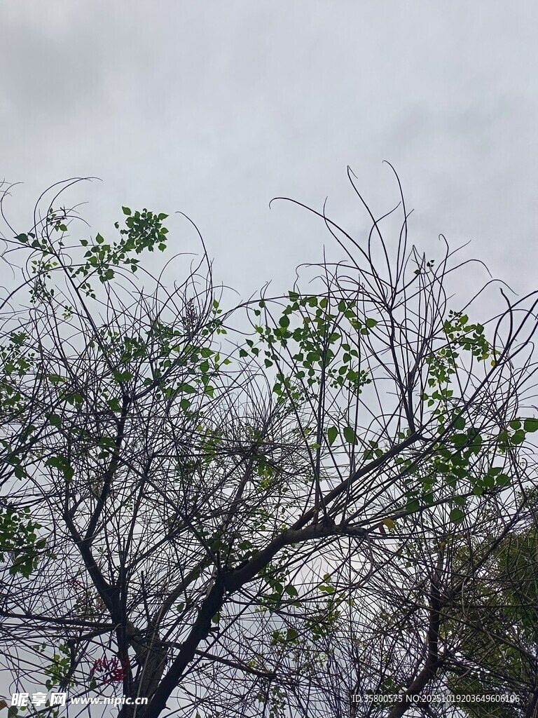 枝头新绿初绽的树木