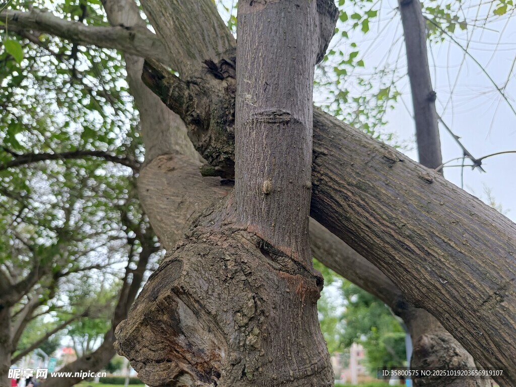 老树粗壮枝干与繁茂枝叶