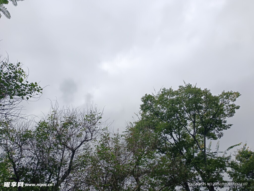 阴天树林景象