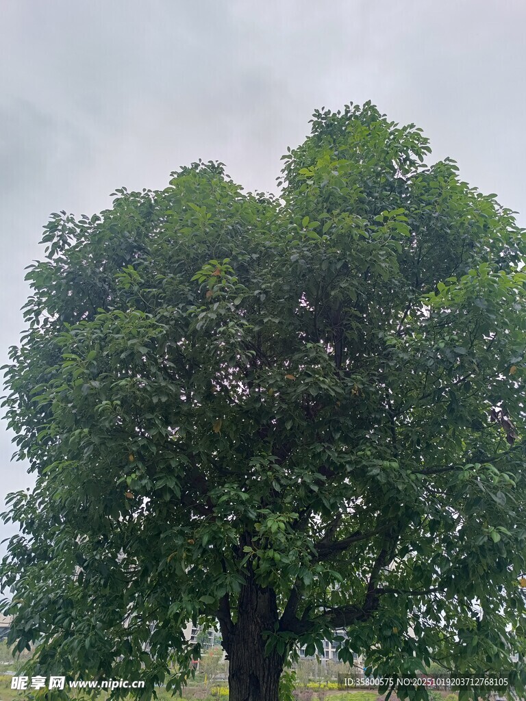 高大繁茂的绿色树木
