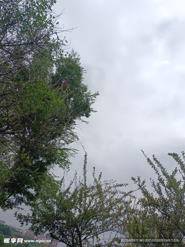 云雾缭绕中的葱郁树木
