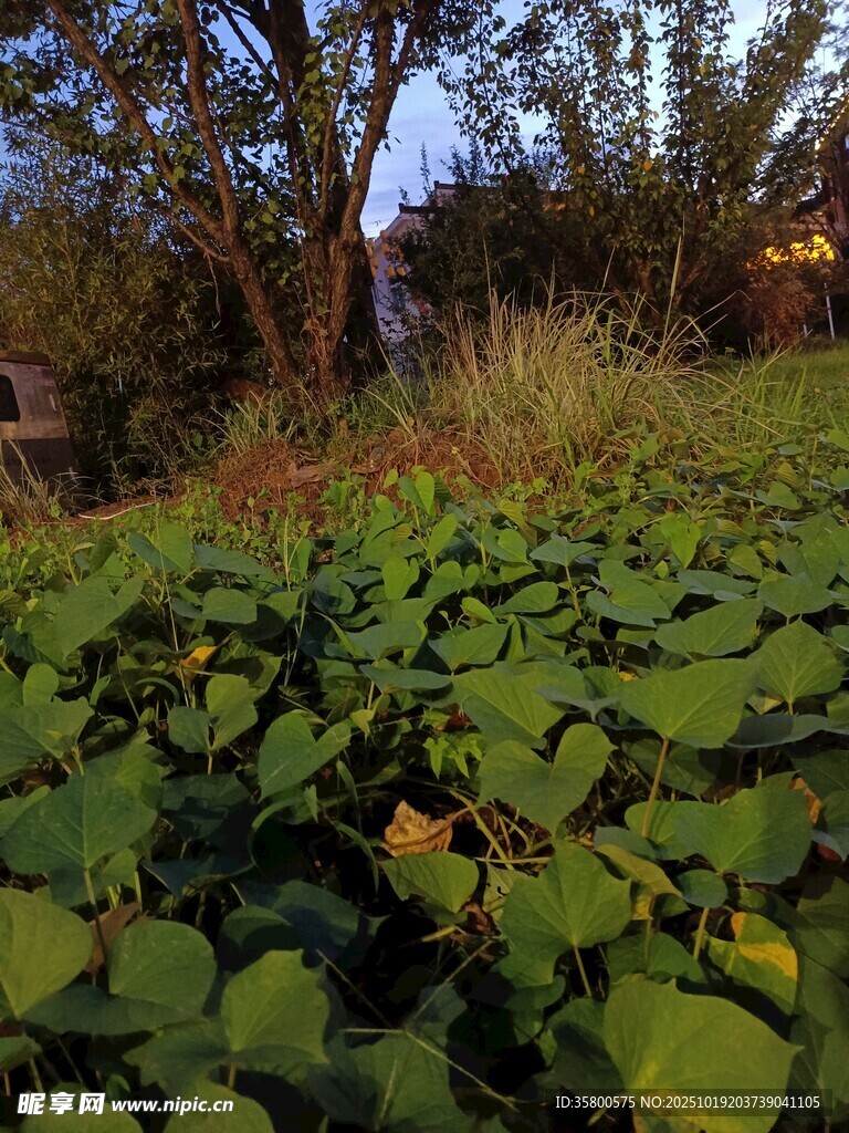 黄昏下的荷塘与树木
