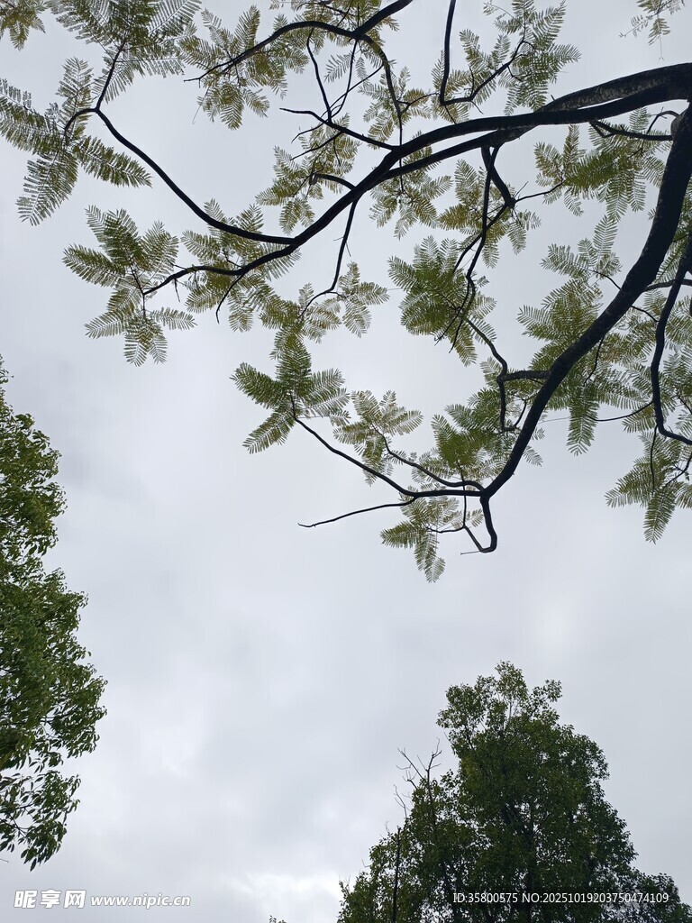 仰视树冠下的天空与枝叶
