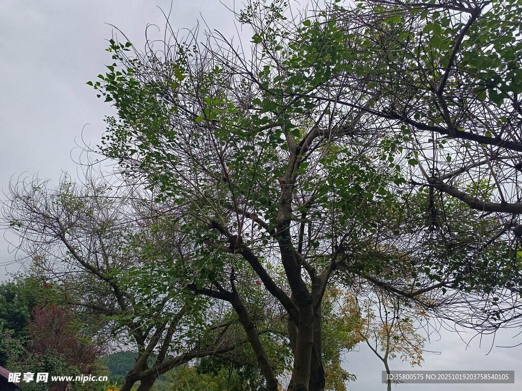 枝头新绿的树木景象