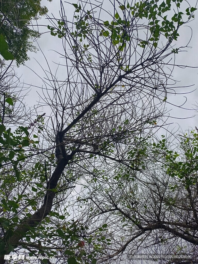 雨中光秃树枝与绿叶景象