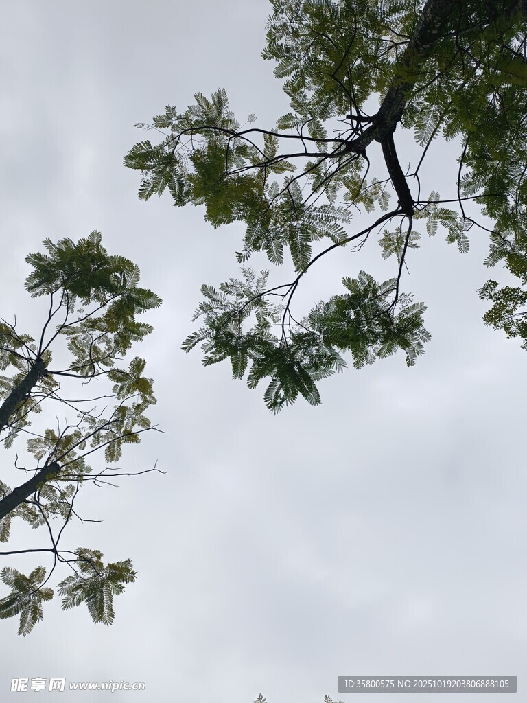 仰视绿树与灰白天空