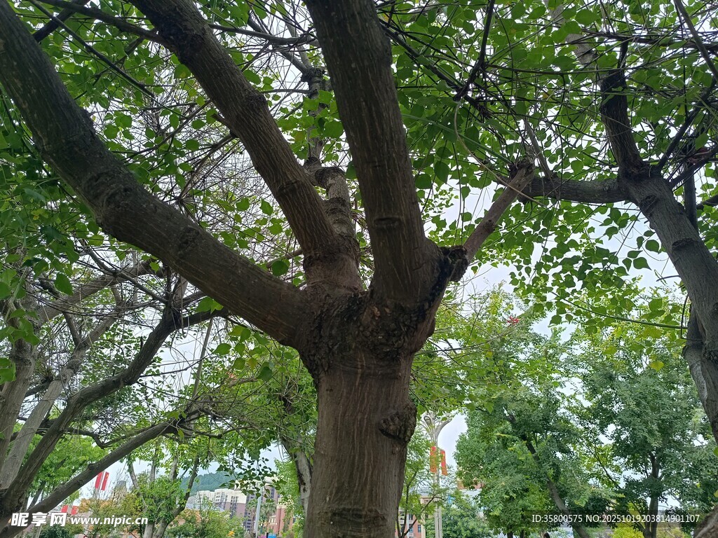 繁茂大树