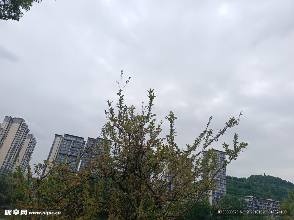 城市中树木与高楼景观