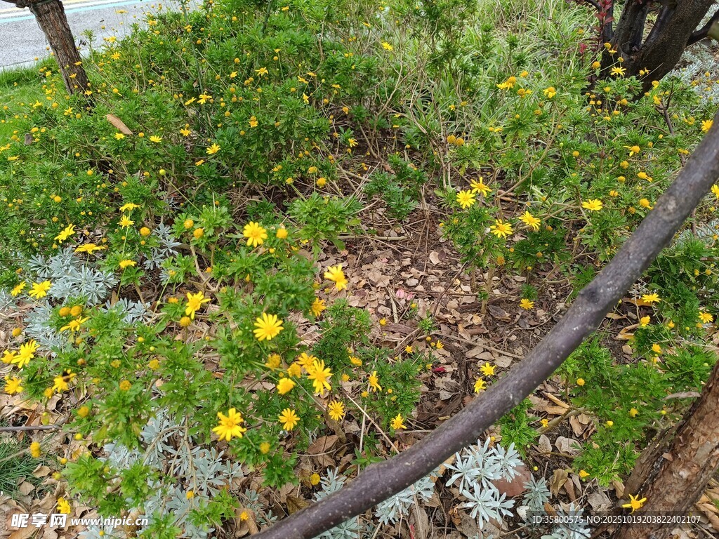 花园中的多彩花卉景观