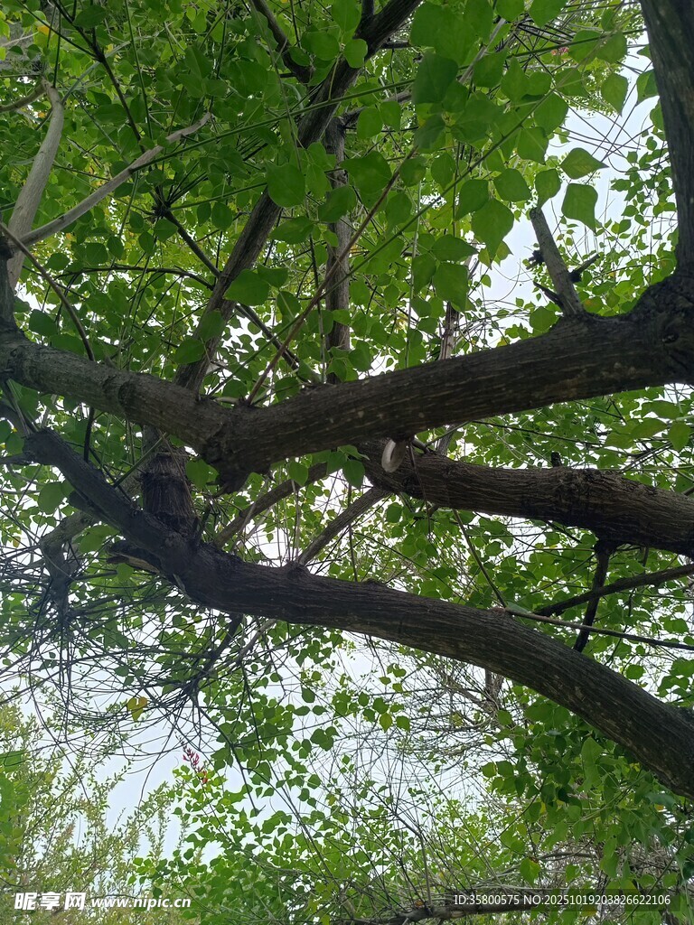 仰视繁茂树枝与翠绿树叶