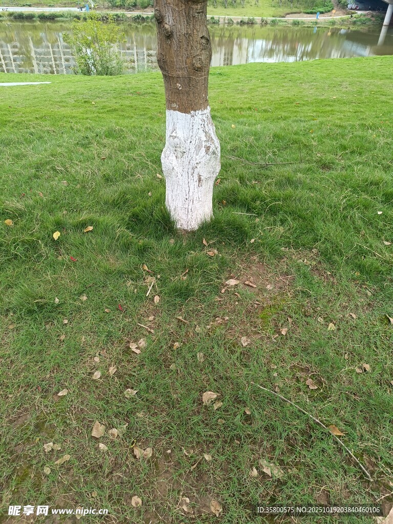 树干缠白的绿化草地场景