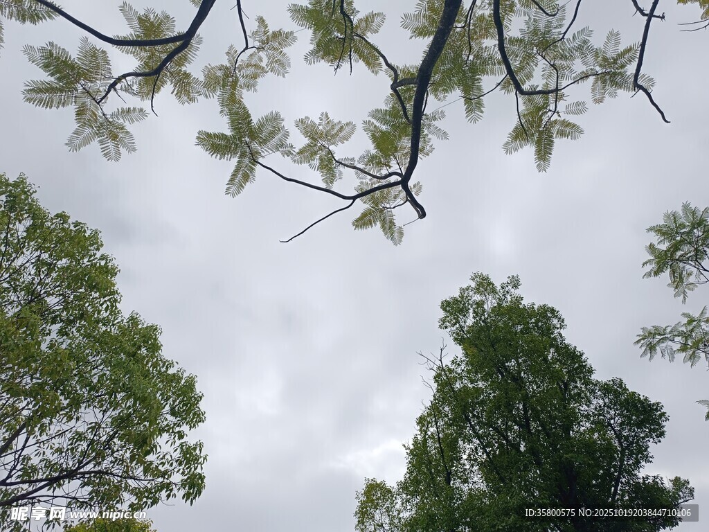 仰视繁茂绿树与天空