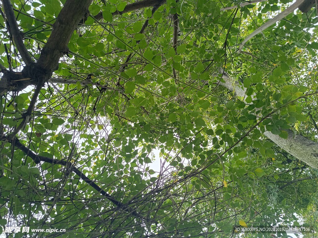 仰视繁茂绿树的清新景象