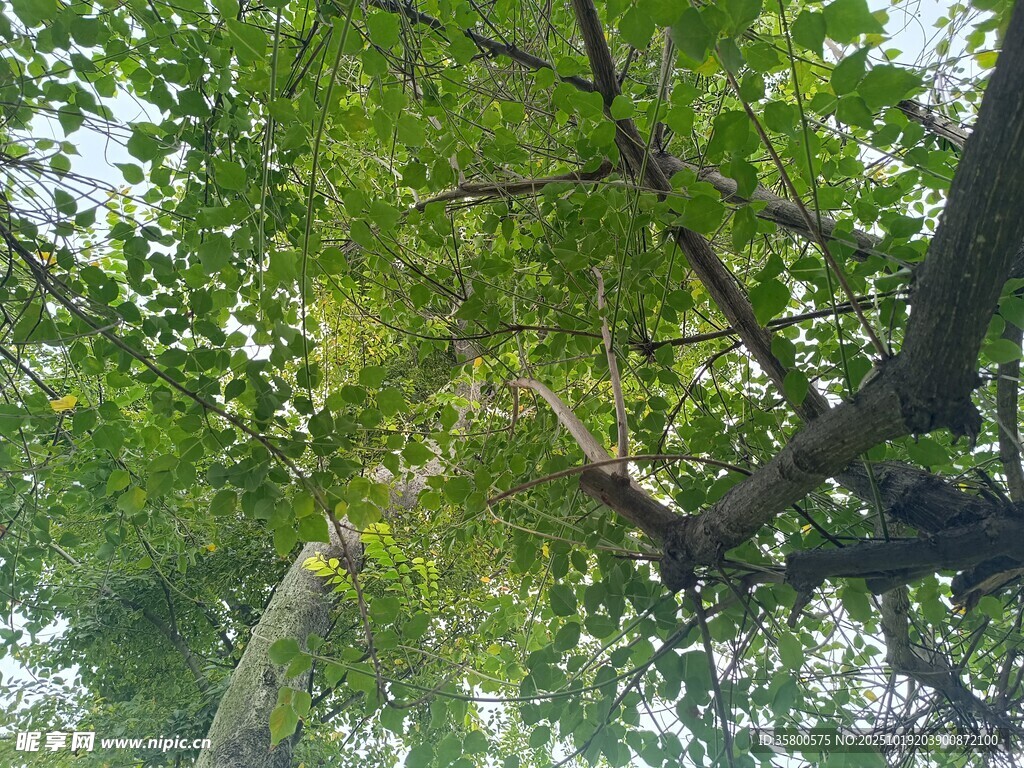 仰视繁茂绿树树冠