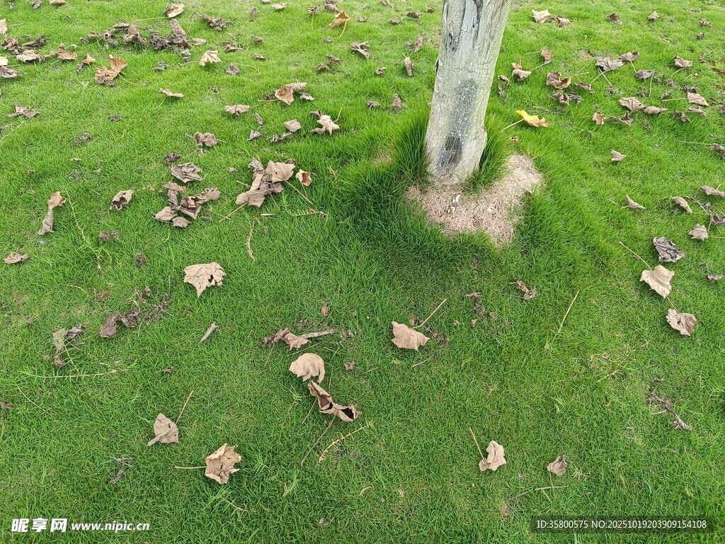 树下草地散落枯叶景象
