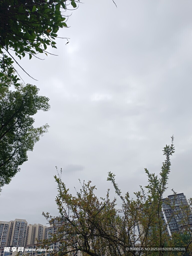 城市中枝叶稀疏的树木