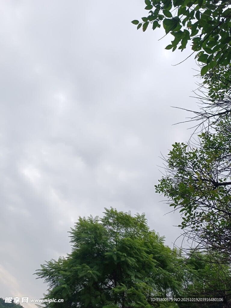 阴天树梢景象