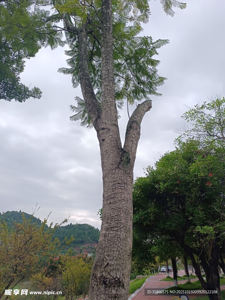 高大挺拔的路旁树木