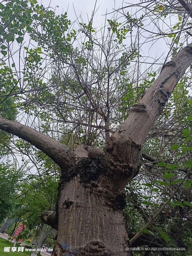 粗壮奇特的大树
