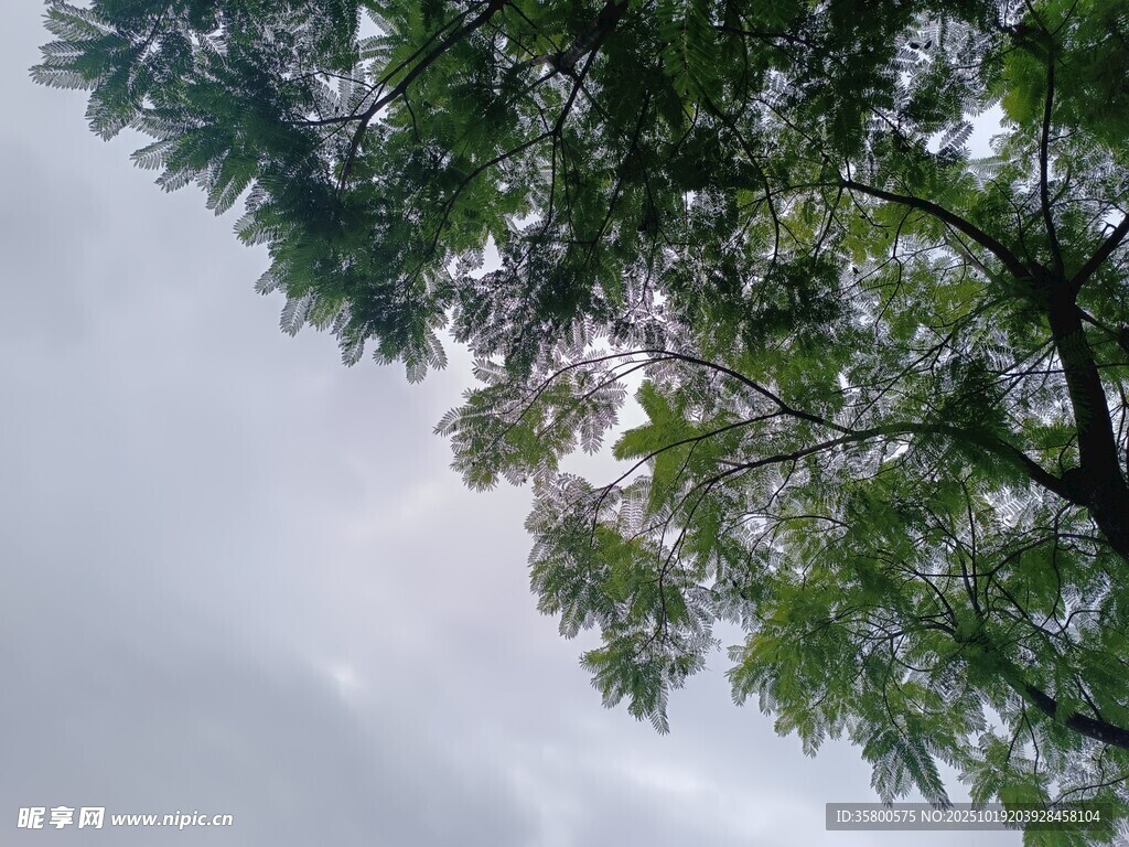 仰视天空下的繁茂绿树