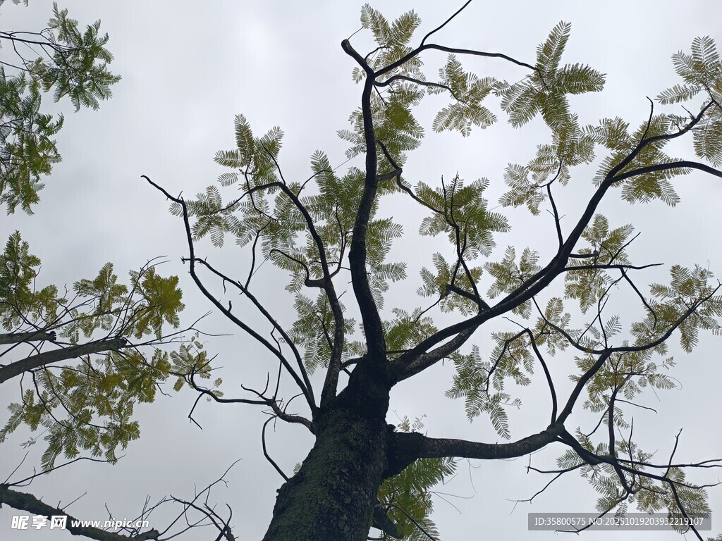 仰视视角下的繁茂树木