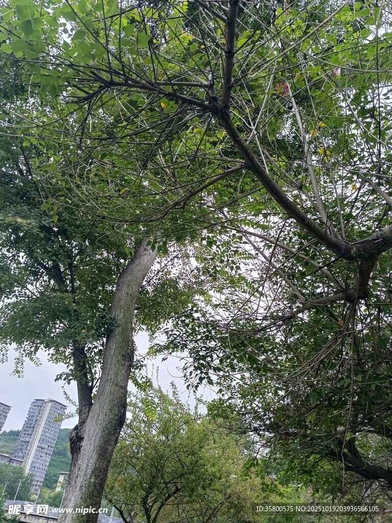 城市中繁茂的绿树景观