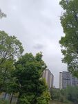 城市中绿树环绕的高楼景观