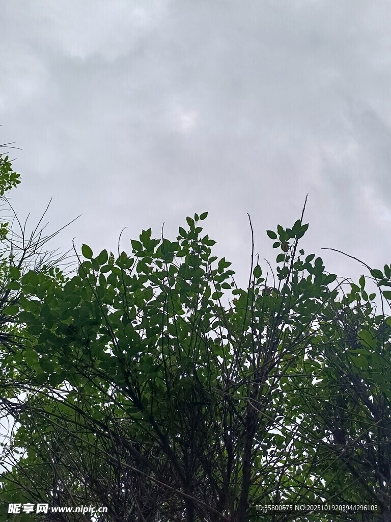 阴天中的繁茂绿植