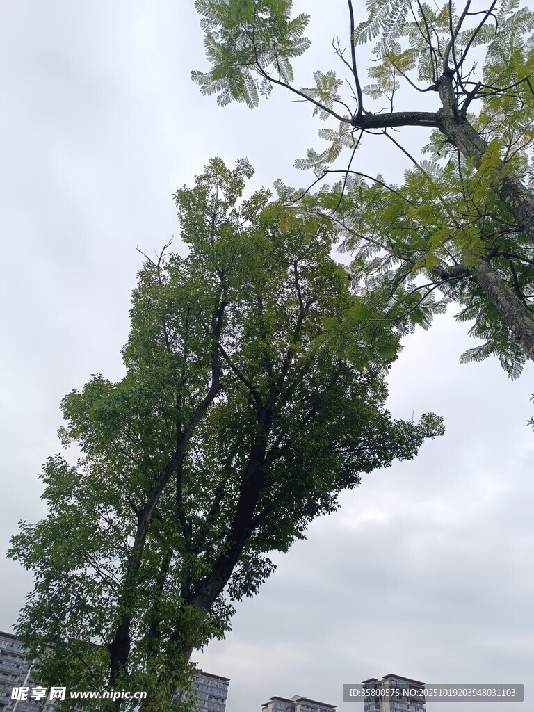 倾斜大树与城市背景景观