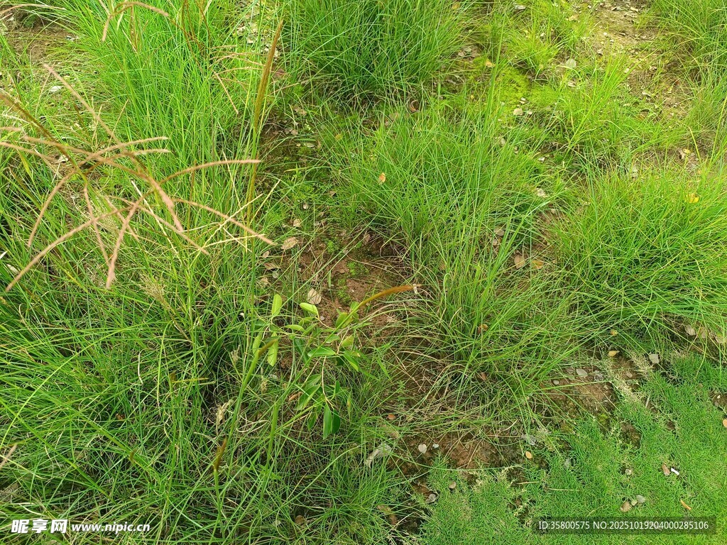 野外葱郁草地景象