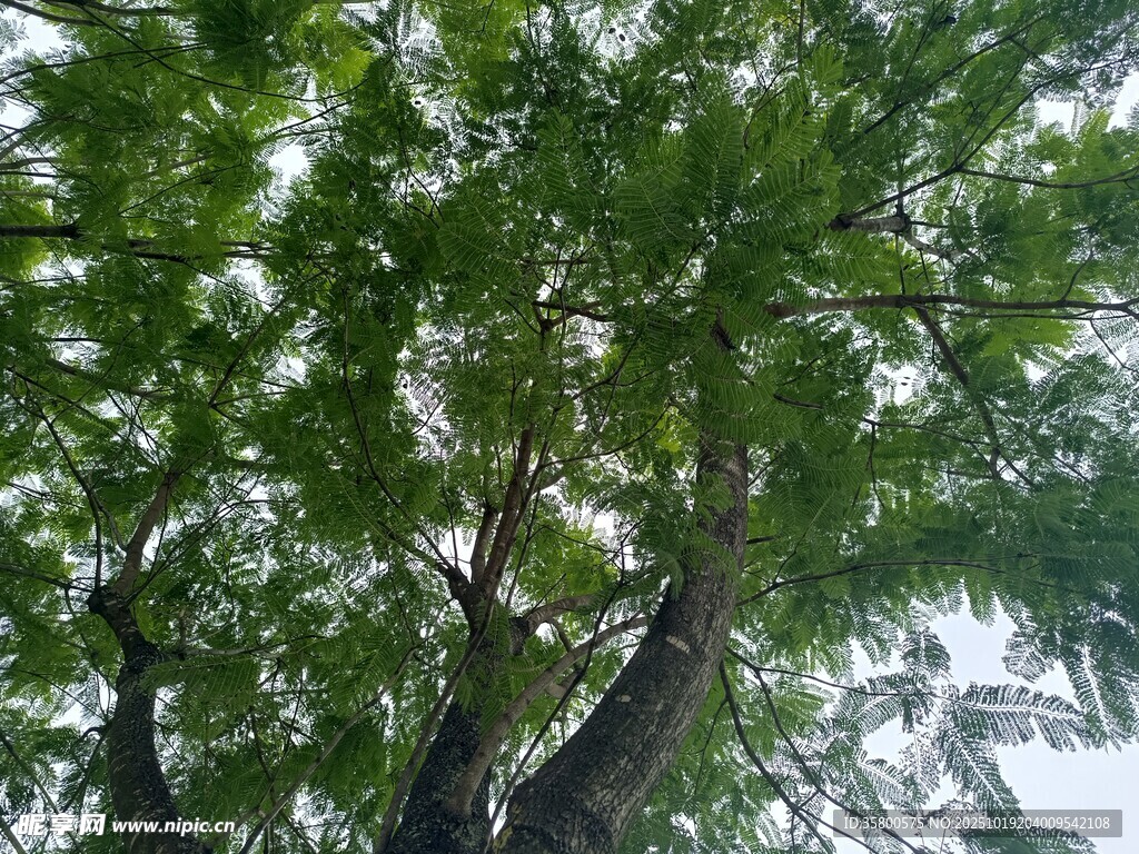 繁茂绿树仰视景象