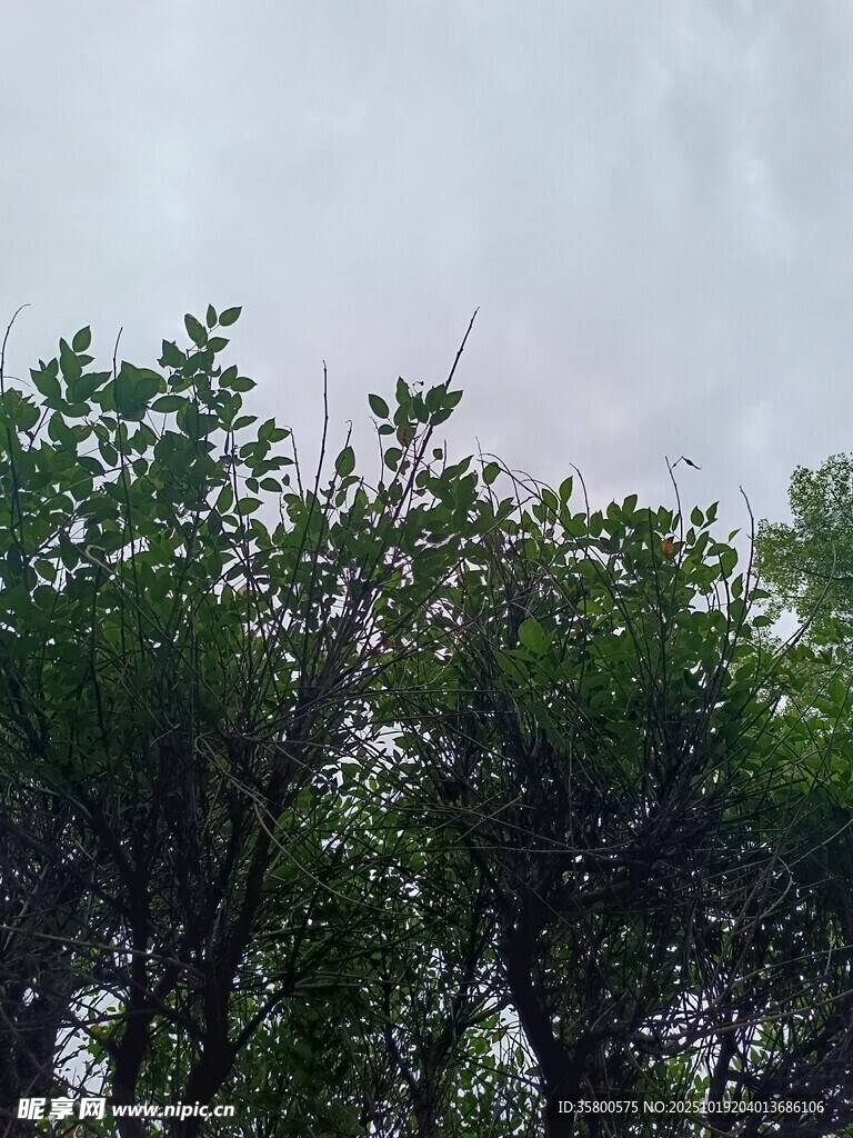 树梢之上的天空景象