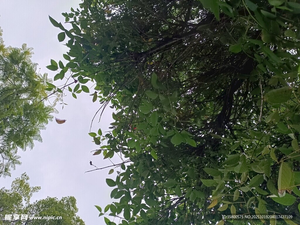 繁茂绿树间的天空一角