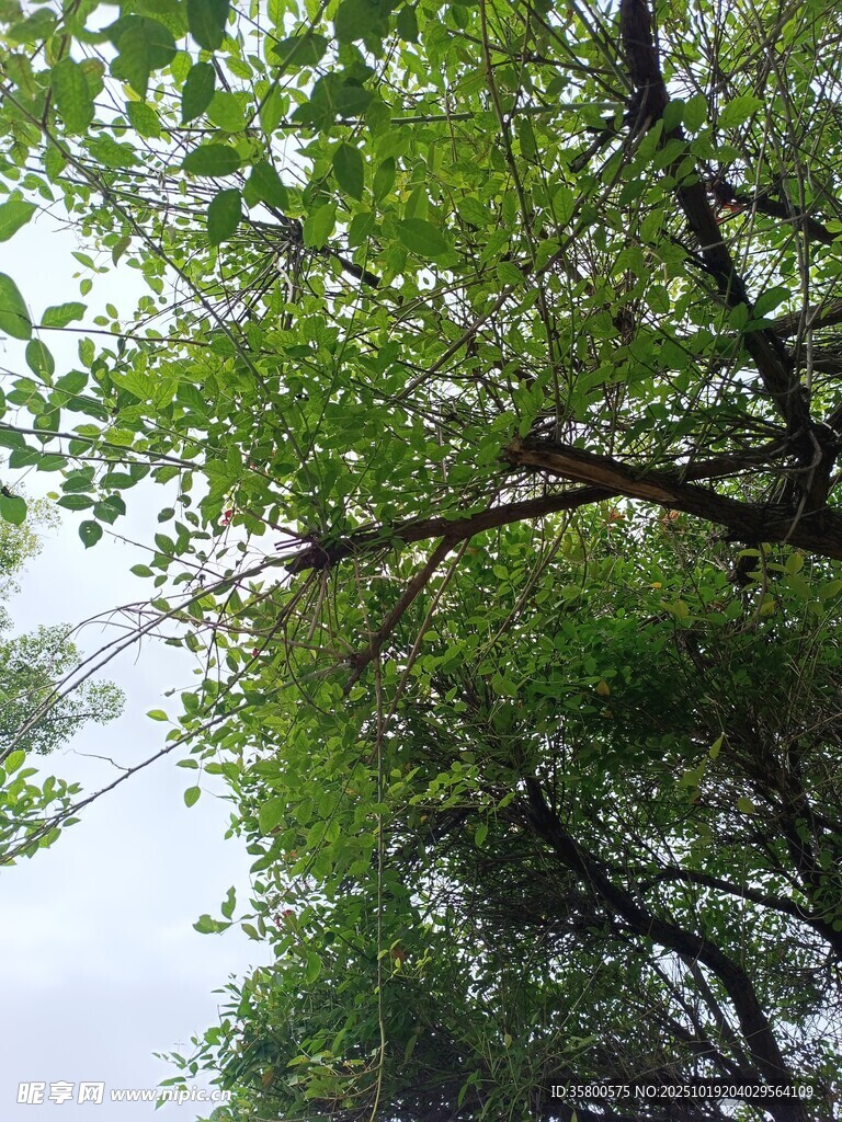 仰视葱郁繁茂的绿树