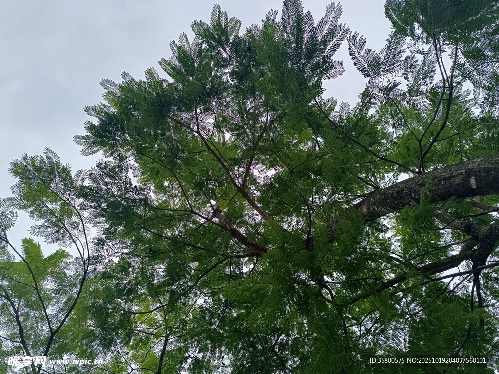 仰视茂密枝叶的高大树木