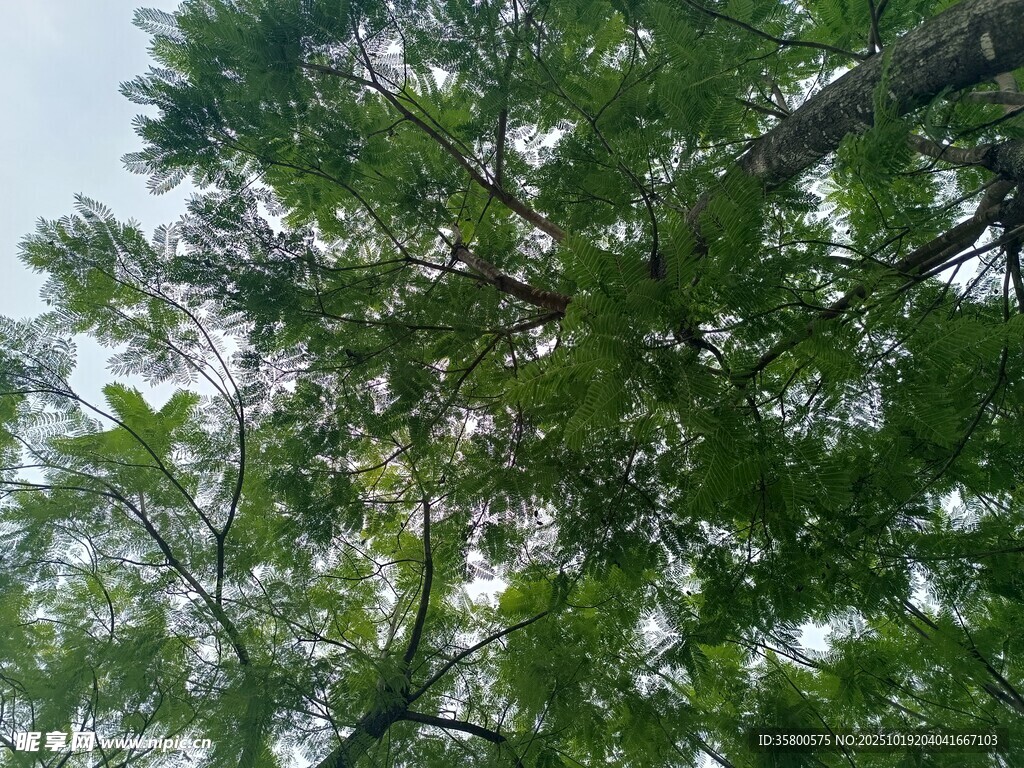 仰视茂密枝叶的绿色树冠