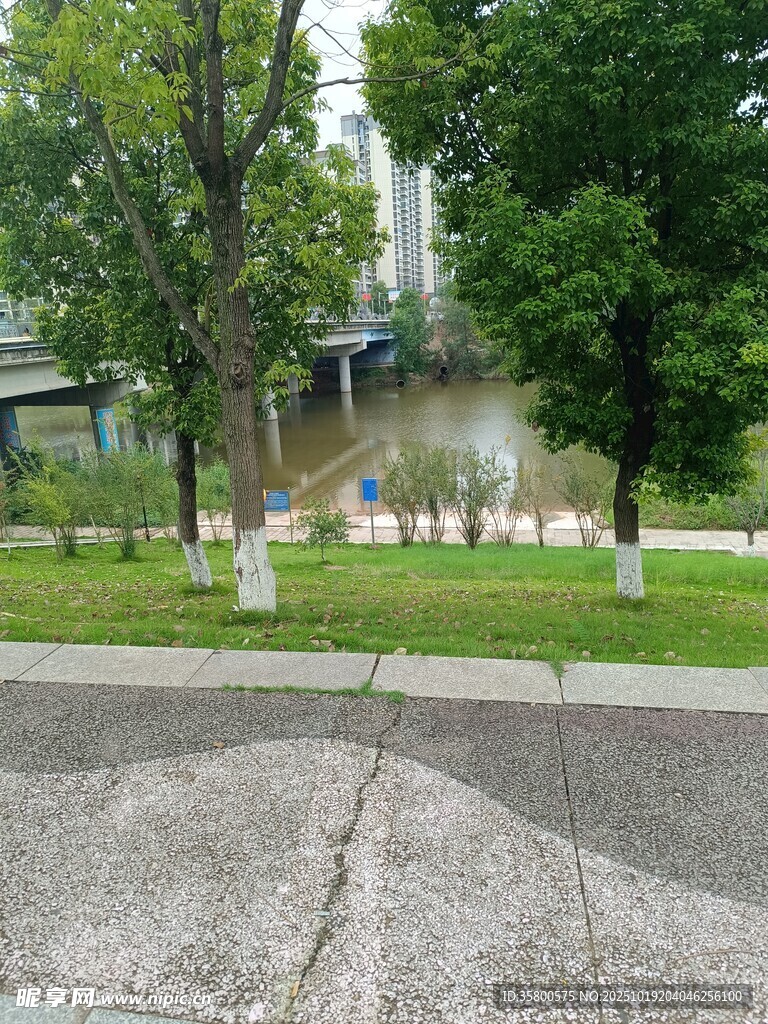 公园道路旁的绿树与喷泉