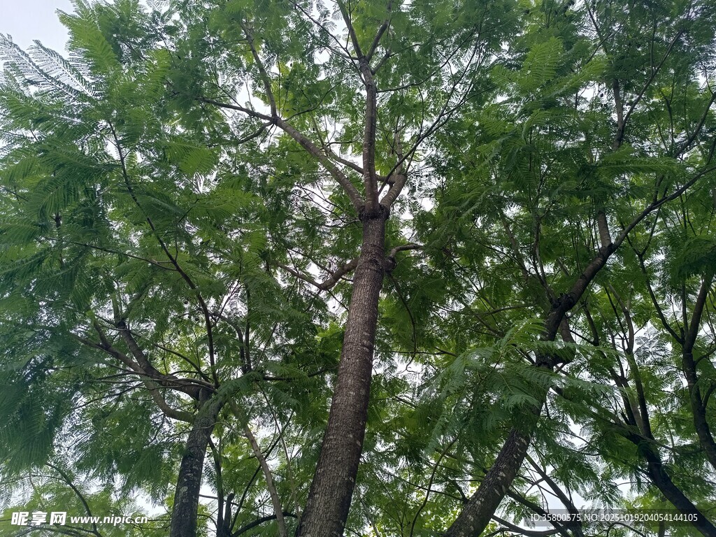 茂密绿树展现自然生机